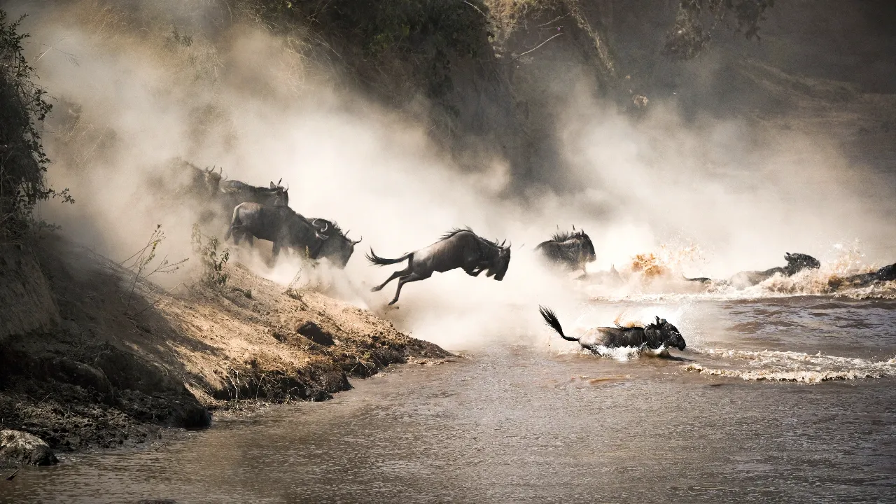 African wildlife