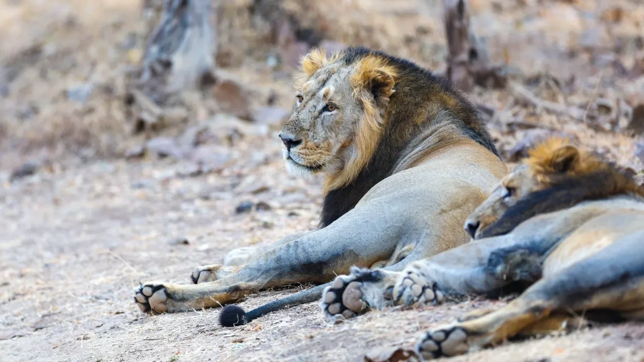 Asiatic lion