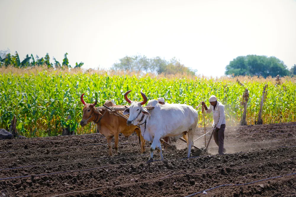 The project will create a digital agriculture platform to provide real-time insights to farmers