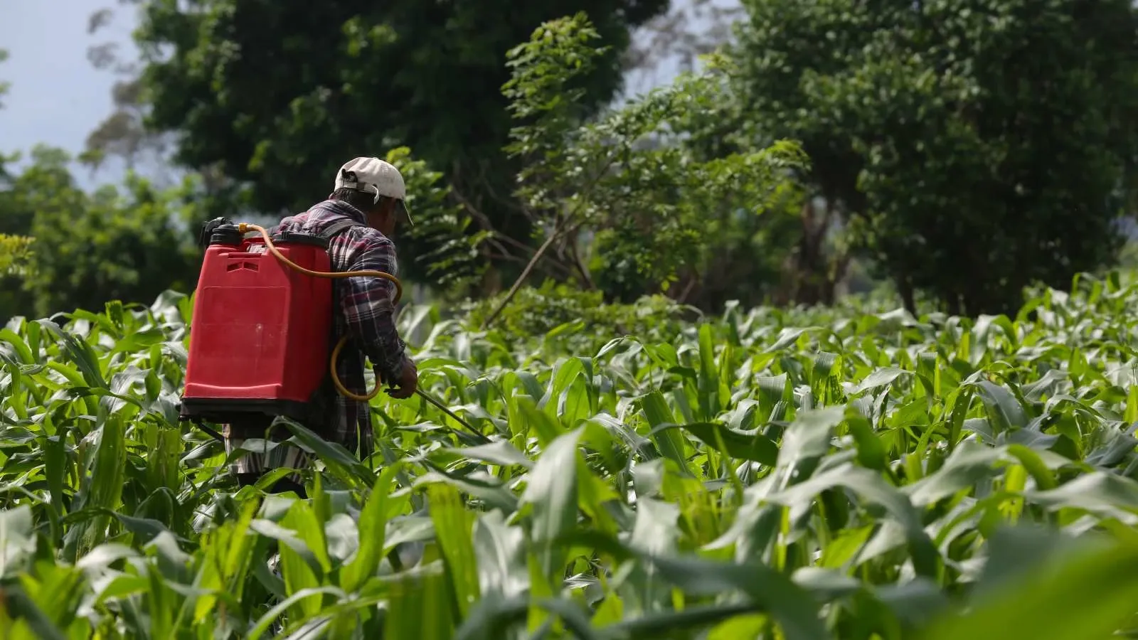 UPL लिमिटेड के शेयर