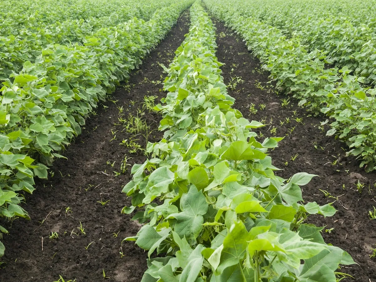 These MoUs (memoranda of understanding) were signed in the presence of Chief Minister Mohan Yadav at the ongoing Madhya Pradesh Global Investors Summit (MP GIS) 2025. | Image: Shutterstock.