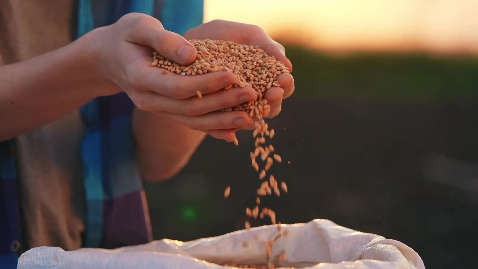 अनाज एटीएम