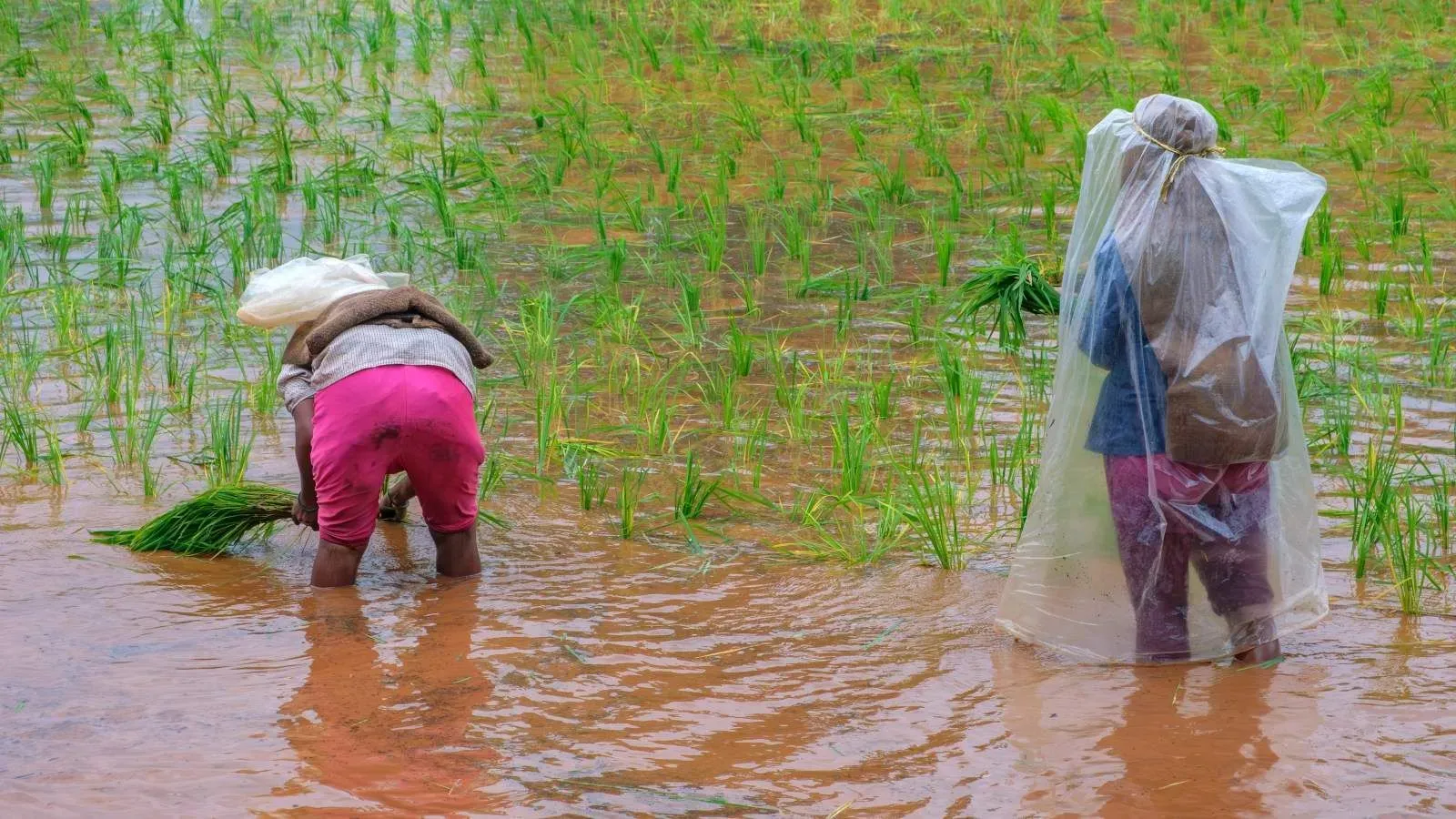 Union Budget 2026-27: Major steps announced by govt to increase farmers' income