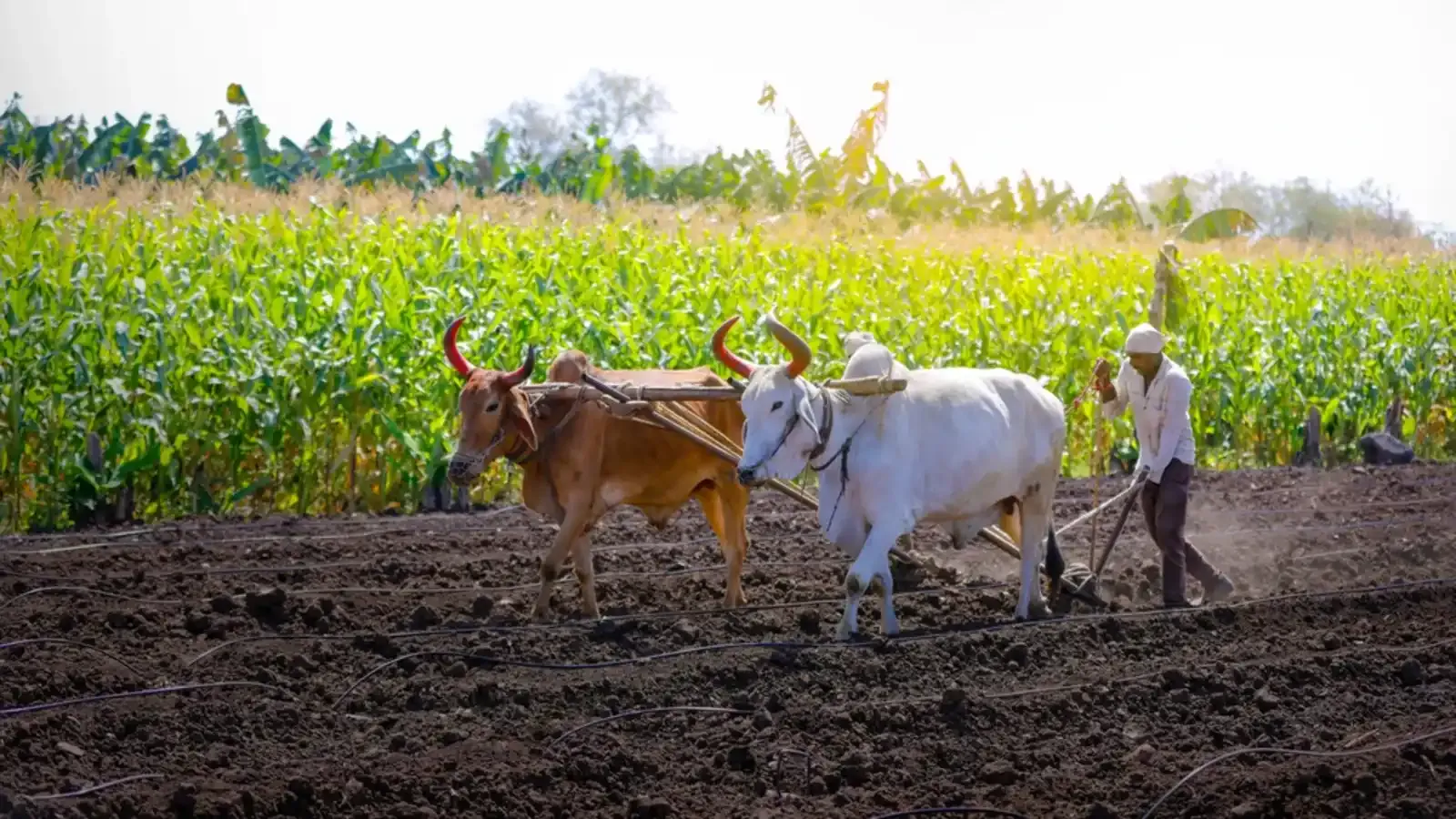 Benefits of the scheme are being provided to those farmers whose land details are seeded on the PM-KISAN portal. | Image: Shutterstock