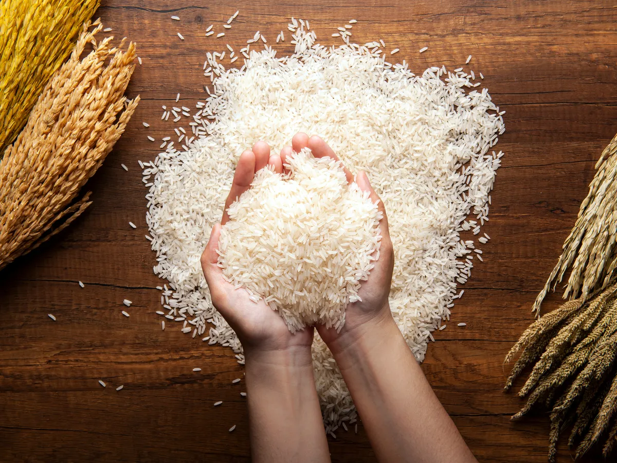 Indian Basmati rice set to be cheaper as export dips: An overview of the Indian rice industry