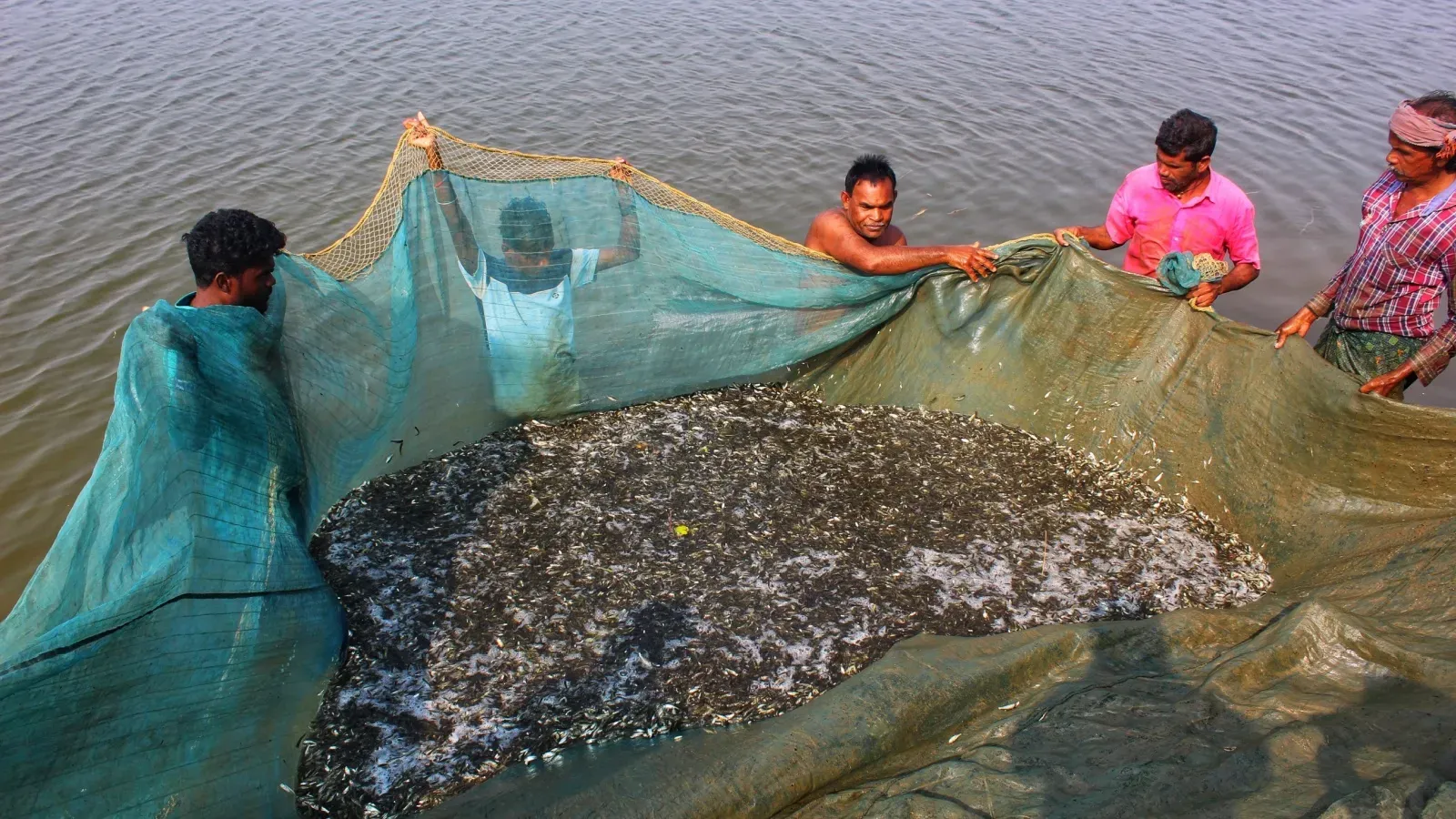 seafood shrimp export