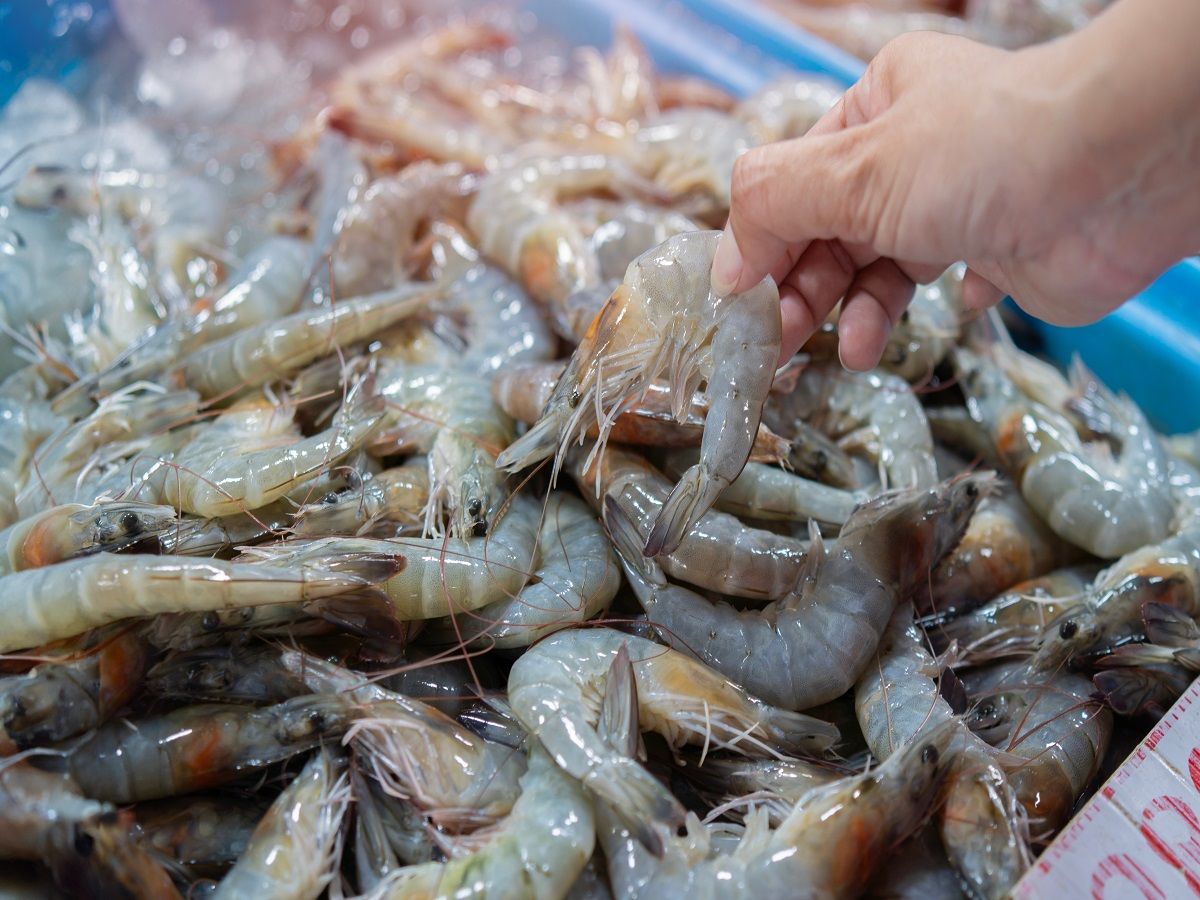 The government has reduced the basic customs duty on shrimp to 5%