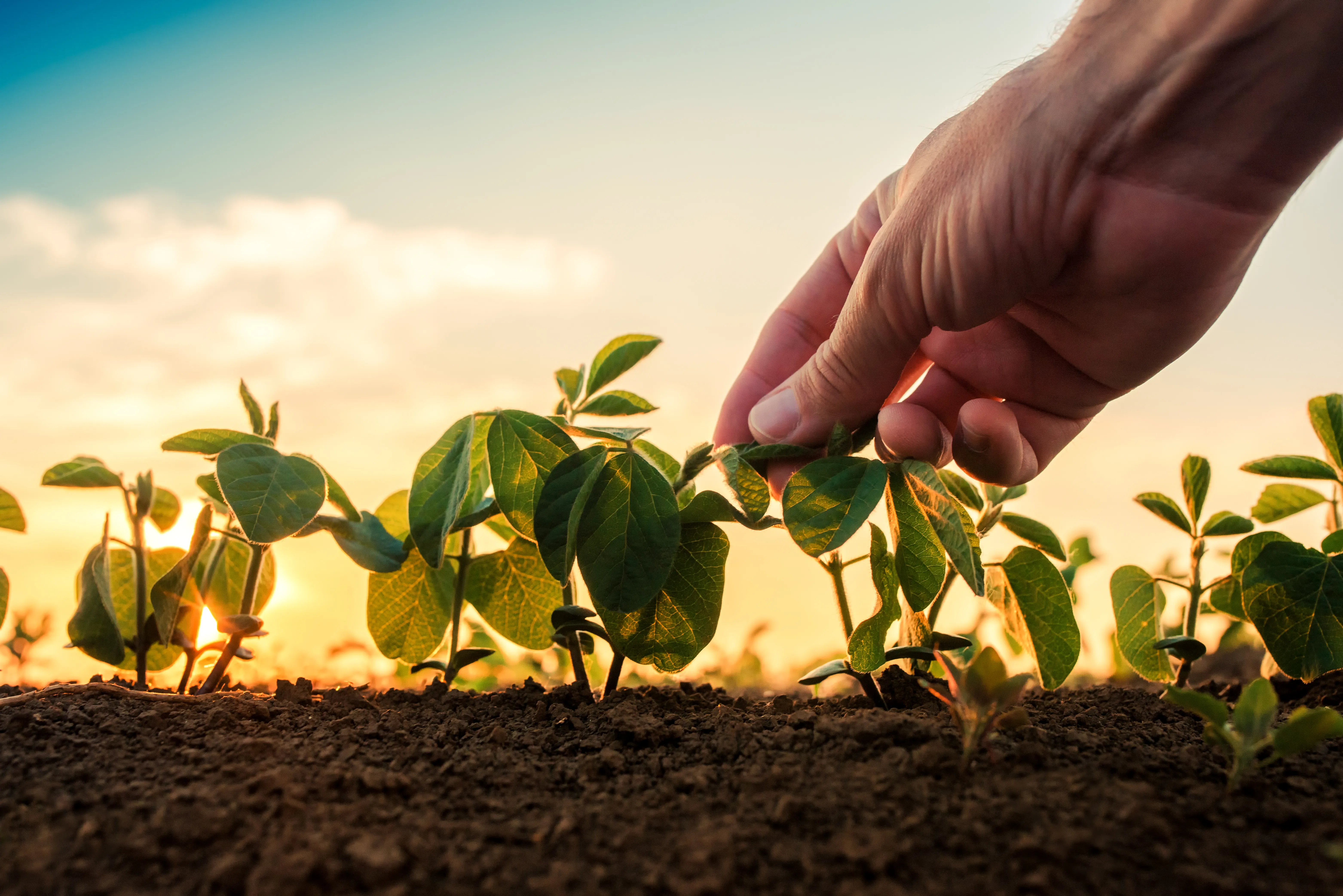 The industry body warned that increasing customs duty to 30% would make crop protection products less affordable for smallholder farmers. Image | Shutterstock