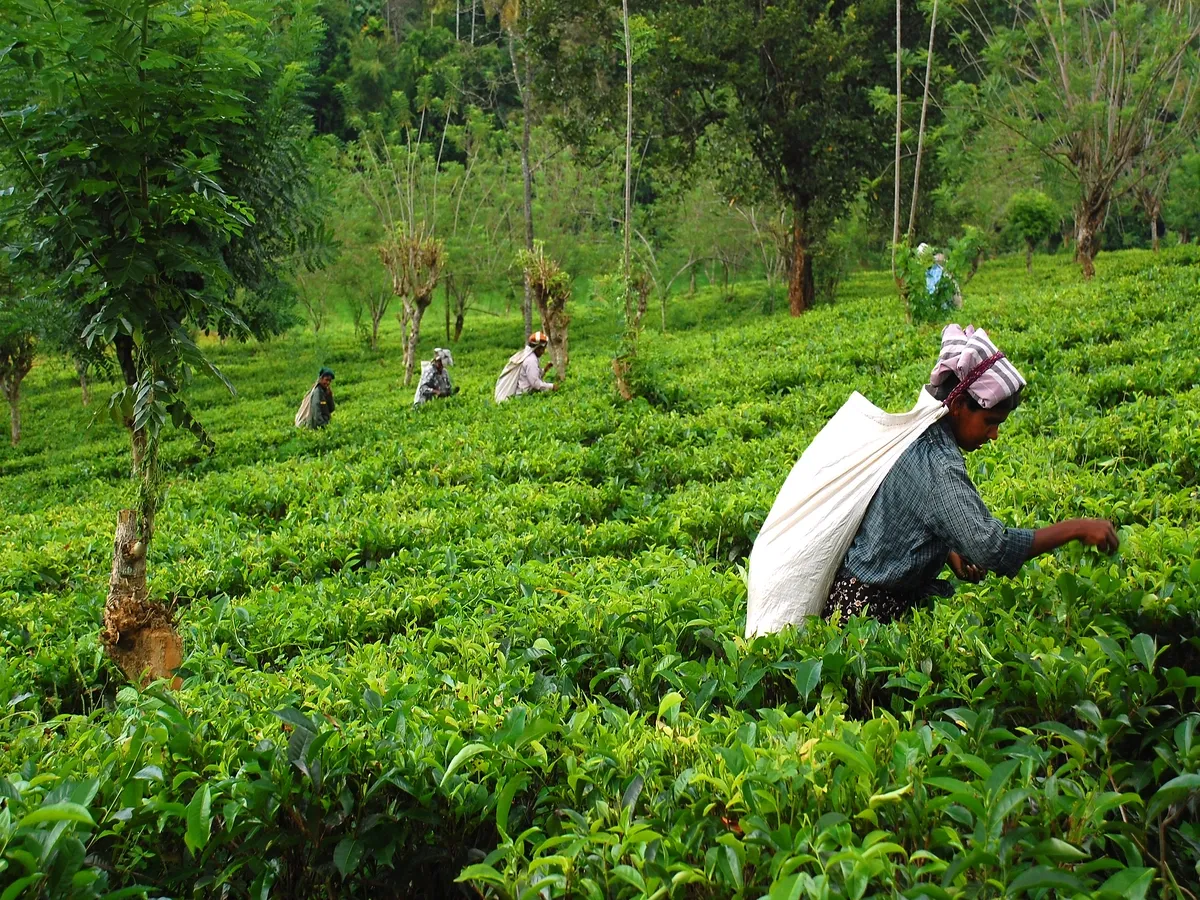 India's tea prices rise as extreme weather hits production: Top tea stocks set to benefit