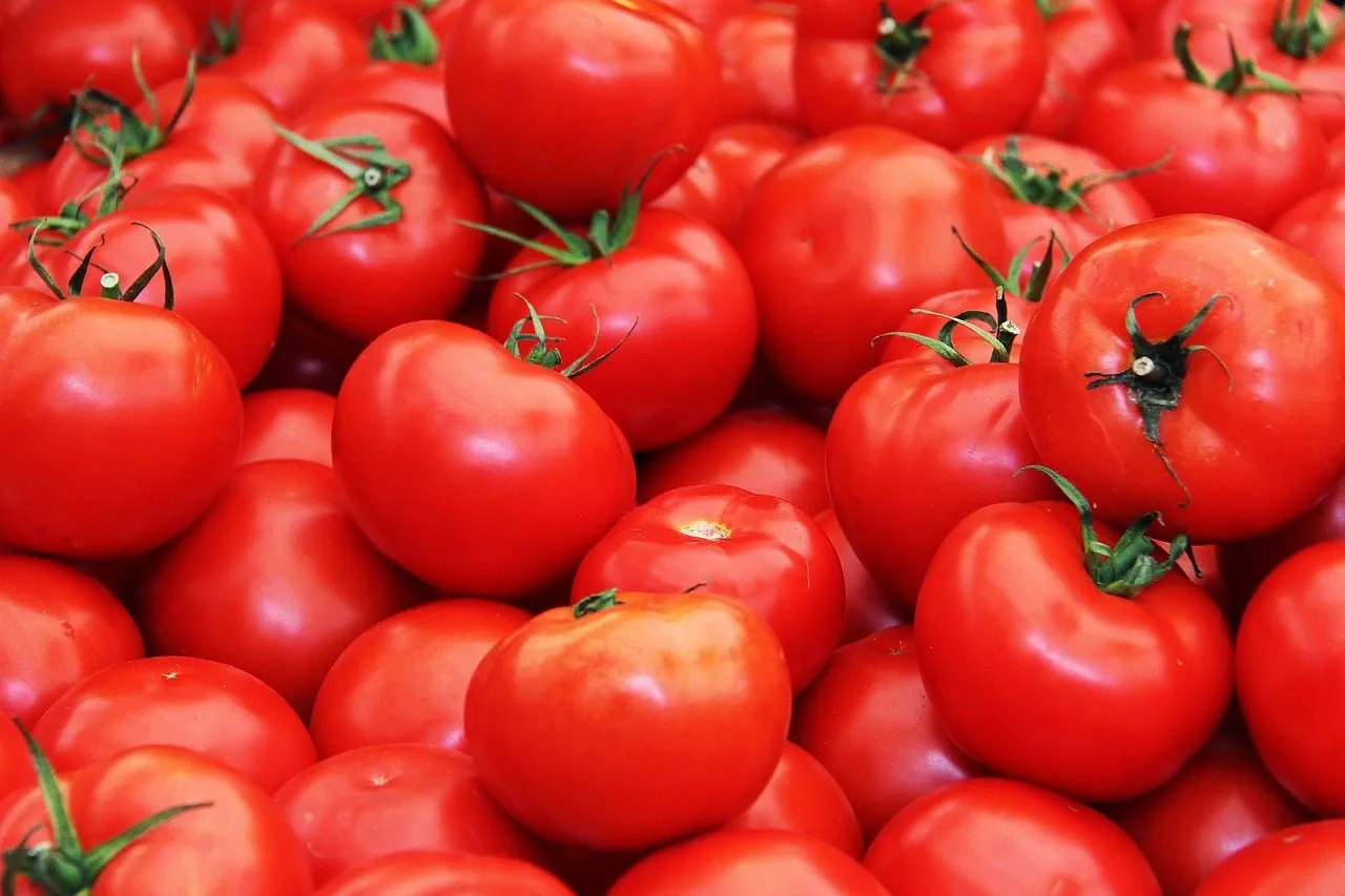 Sluggish monsoon has hit tomato output in peninsular India