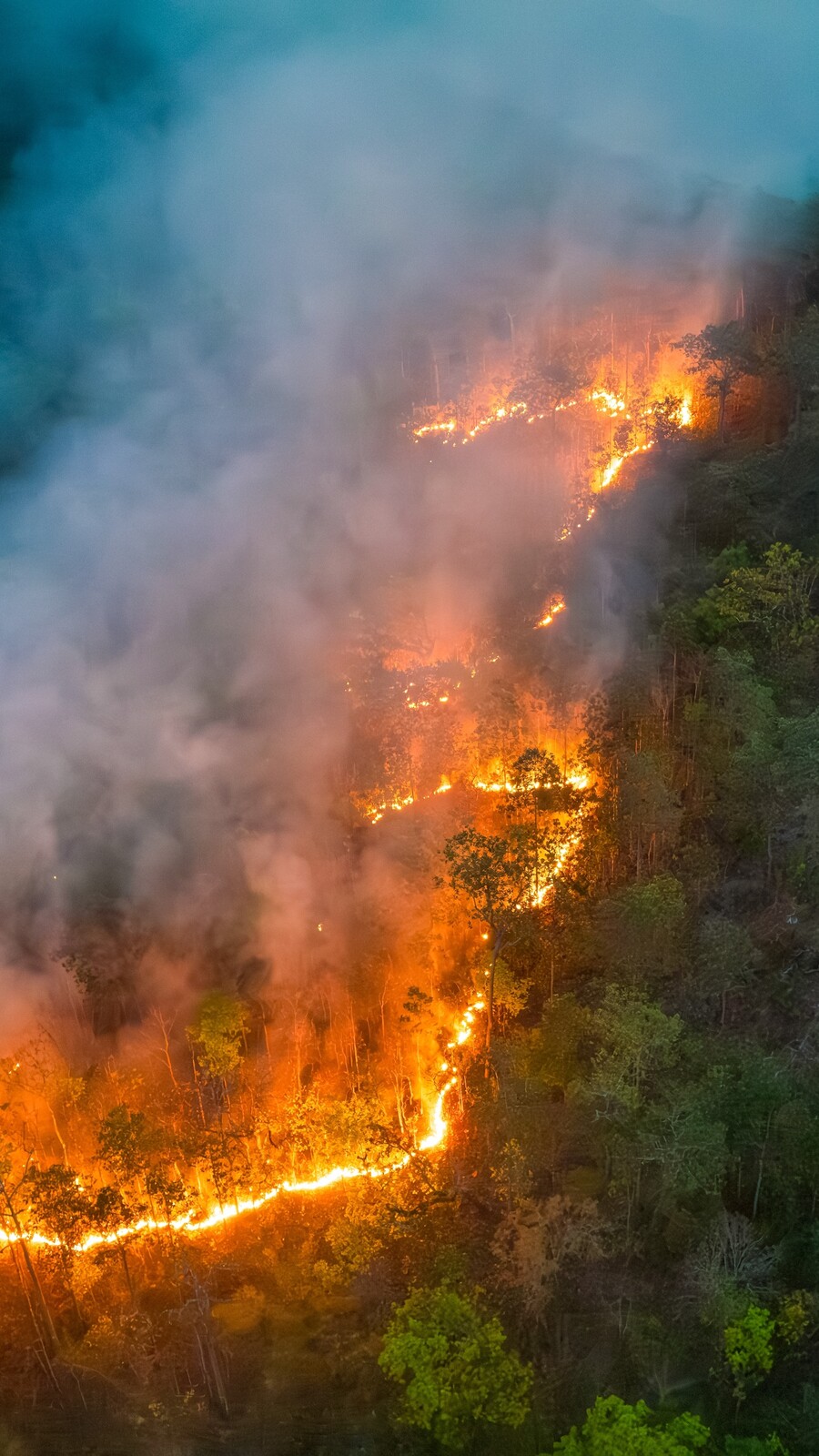 Amazon wildfire
