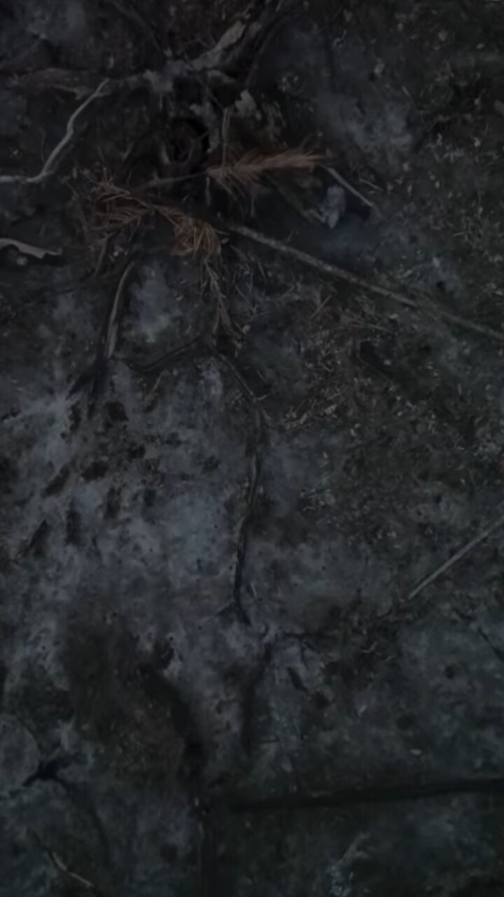 burnt forest