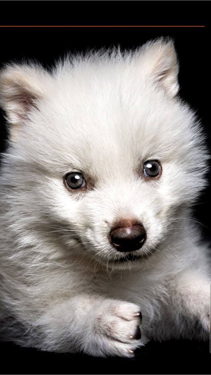 Dire wolf