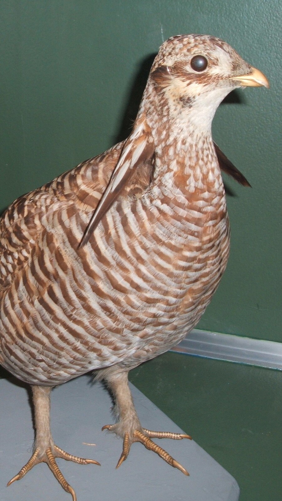 Heath hen